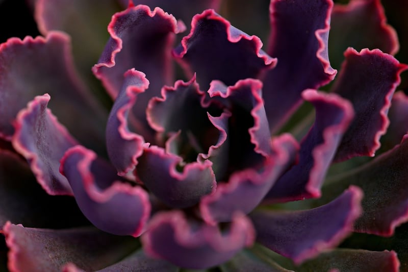 Succulent Gift Set
